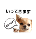 キキたんず17(くぅとねねも一緒)（個別スタンプ：20）
