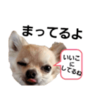 キキたんず17(くぅとねねも一緒)（個別スタンプ：22）