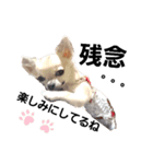 キキたんず17(くぅとねねも一緒)（個別スタンプ：24）