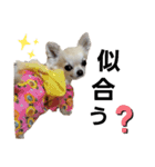 キキたんず18(くぅと一緒だよ)（個別スタンプ：1）
