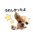 キキたんず18(くぅと一緒だよ)（個別スタンプ：3）