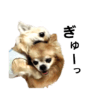 キキたんず18(くぅと一緒だよ)（個別スタンプ：13）