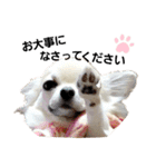 キキたんず18(くぅと一緒だよ)（個別スタンプ：21）