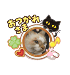 ミータ郎ファミリー自粛中（個別スタンプ：5）