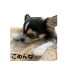 我が家のアイドル♡チワワのルナちゃん（個別スタンプ：31）