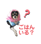 我が家のアイドル♡チワワのルナちゃん（個別スタンプ：32）