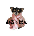 我が家のアイドル♡チワワのルナちゃん（個別スタンプ：35）