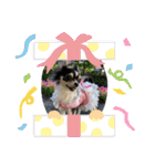 我が家のアイドル♡チワワのルナちゃん（個別スタンプ：38）