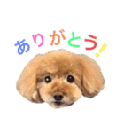 アポロちゃん2（個別スタンプ：1）