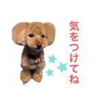 アポロちゃん2（個別スタンプ：5）