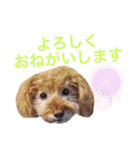 アポロちゃん2（個別スタンプ：7）