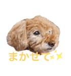 アポロちゃん2（個別スタンプ：12）