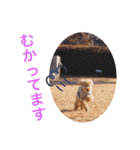 アポロちゃん2（個別スタンプ：13）