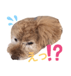 アポロちゃん2（個別スタンプ：22）