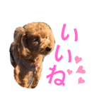 アポロちゃん2（個別スタンプ：30）