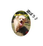 犬のココちゃん！（個別スタンプ：1）