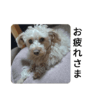 犬のココちゃん！（個別スタンプ：2）