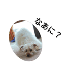 犬のココちゃん！（個別スタンプ：3）