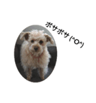 犬のココちゃん！（個別スタンプ：5）