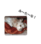 犬のココちゃん！（個別スタンプ：6）
