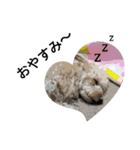 犬のココちゃん！（個別スタンプ：8）
