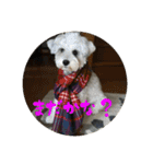 我が家の子たち(犬、ハム、ネコ)（個別スタンプ：1）
