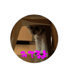 我が家の子たち(犬、ハム、ネコ)（個別スタンプ：8）