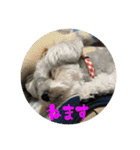 我が家の子たち(犬、ハム、ネコ)（個別スタンプ：9）