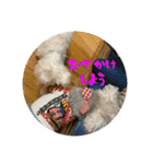 我が家の子たち(犬、ハム、ネコ)（個別スタンプ：14）