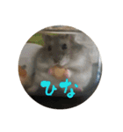 我が家の子たち(犬、ハム、ネコ)（個別スタンプ：20）