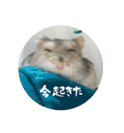 我が家の子たち(犬、ハム、ネコ)（個別スタンプ：21）