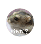 我が家の子たち(犬、ハム、ネコ)（個別スタンプ：22）