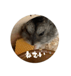 我が家の子たち(犬、ハム、ネコ)（個別スタンプ：23）