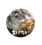 我が家の子たち(犬、ハム、ネコ)（個別スタンプ：24）