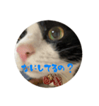 我が家の子たち(犬、ハム、ネコ)（個別スタンプ：27）