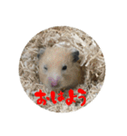 我が家の子たち(犬、ハム、ネコ)（個別スタンプ：33）