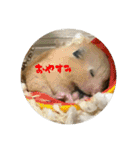 我が家の子たち(犬、ハム、ネコ)（個別スタンプ：34）