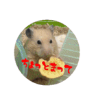 我が家の子たち(犬、ハム、ネコ)（個別スタンプ：36）