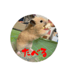 我が家の子たち(犬、ハム、ネコ)（個別スタンプ：37）