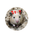 我が家の子たち(犬、ハム、ネコ)（個別スタンプ：38）