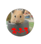 我が家の子たち(犬、ハム、ネコ)（個別スタンプ：39）