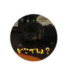 我が家の子たち(犬、ハム、ネコ)（個別スタンプ：40）