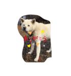 秋田犬 ゴンベ（個別スタンプ：1）
