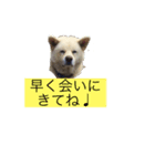 秋田犬 ゴンベ（個別スタンプ：2）
