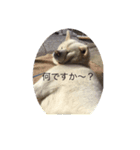 秋田犬 ゴンベ（個別スタンプ：3）