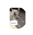 秋田犬 ゴンベ（個別スタンプ：4）