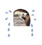 秋田犬 ゴンベ（個別スタンプ：5）