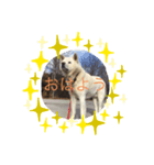秋田犬 ゴンベ（個別スタンプ：6）