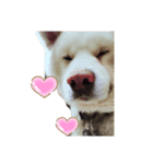 秋田犬 ゴンベ（個別スタンプ：7）