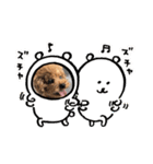 コハクちゃん2（個別スタンプ：4）